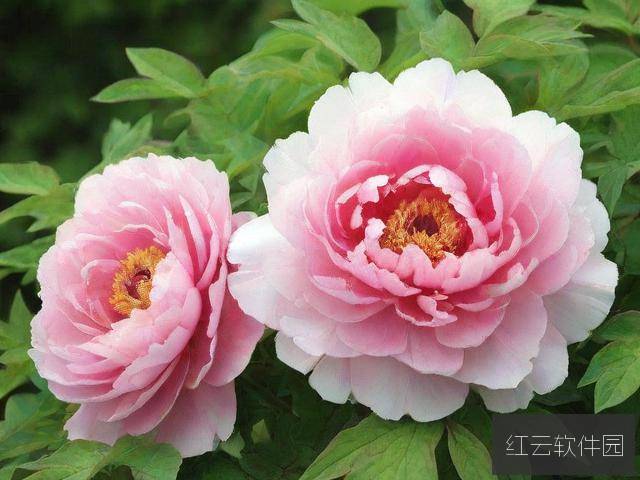 国色天香在线视频,传统文化的数字化传承新路径