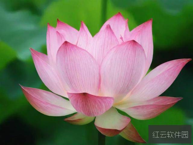 女人半夜莲花开是真是假?揭开民间传说的神秘面纱