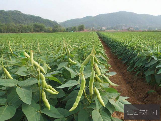 麻豆精产一二三产区,品质与创新并重的麻豆产业生态