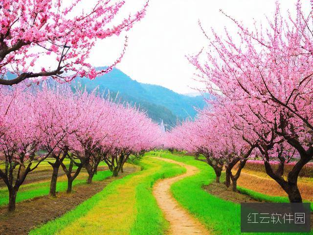 我得到了妈妈的桃花源